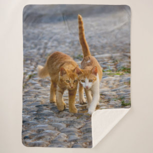 Niedliche Cudly Cats Kittens Friends Stony Path Fo Sherpadecke