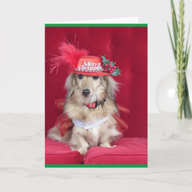 Niedliche Dackel gekleidet für Weihnachten (Vorderseite)