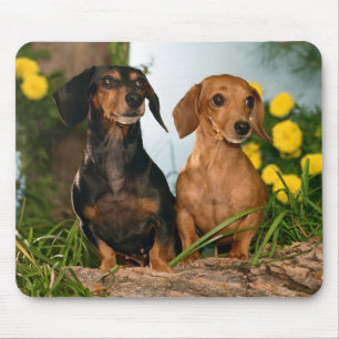 Niedliche Dackel Hund liebt Doxin Puppy Dackel Mousepad