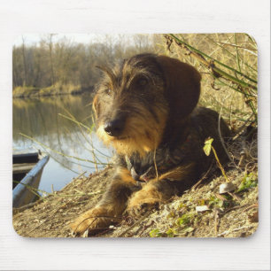 Niedliche Dackel in dem See Mousepad