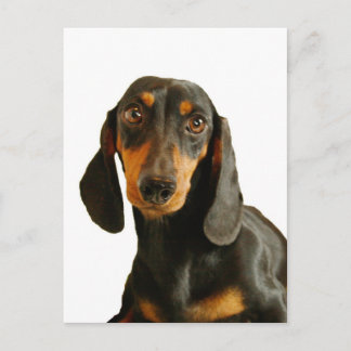 Niedliche Dackel (Kurze Miniaturhaare) Postkarte