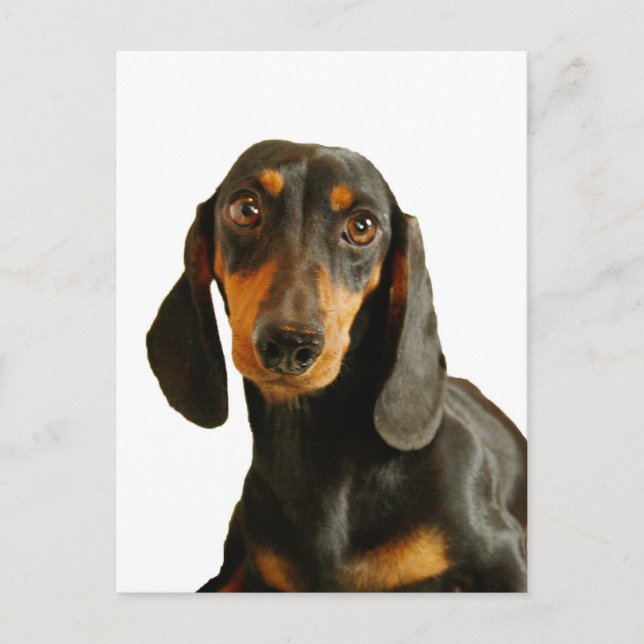 Niedliche Dackel (Kurze Miniaturhaare) Postkarte (Vorderseite)