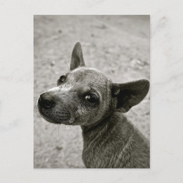 NIEDLICHE DOG-FOTOGRAFISCHE POSTCARDS POSTKARTE (Vorderseite)