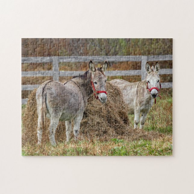 Niedliche Donkeys (Horizontal)