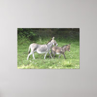Niedliche Donkeys