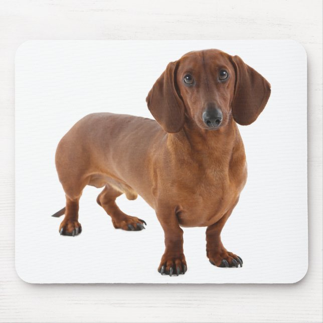 Niedliche Doxin Dackel Welpe Dog Lover Gift Dackel Mousepad (Vorne)