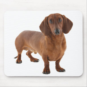Niedliche Doxin Dackel Welpe Hund Lover Geschenk D Mousepad