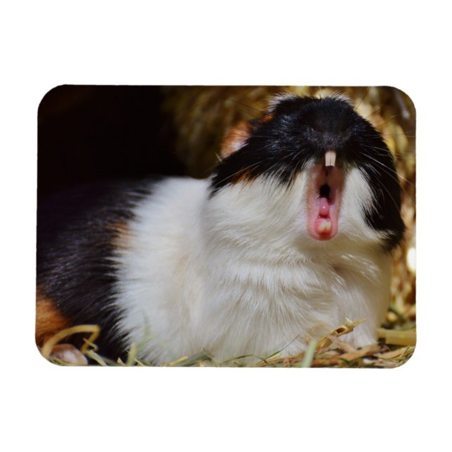 Niedliche Dreifarben-Guinea Schweinegitter Magnet (Horizontal)