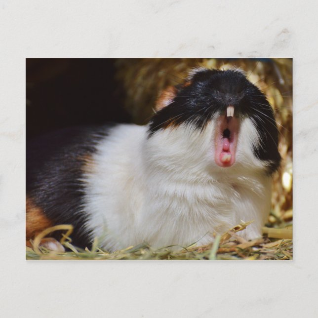 Niedliche Dreifarben-Guinea Schweinegitter Postkarte (Vorderseite)