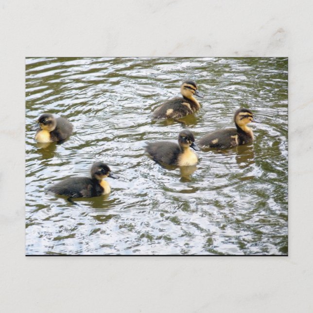 Niedliche Ducklings Schwimmen Postkarte (Vorderseite)