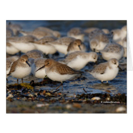 Niedliche Dunlins Sanderlings Sandpipers am Strand