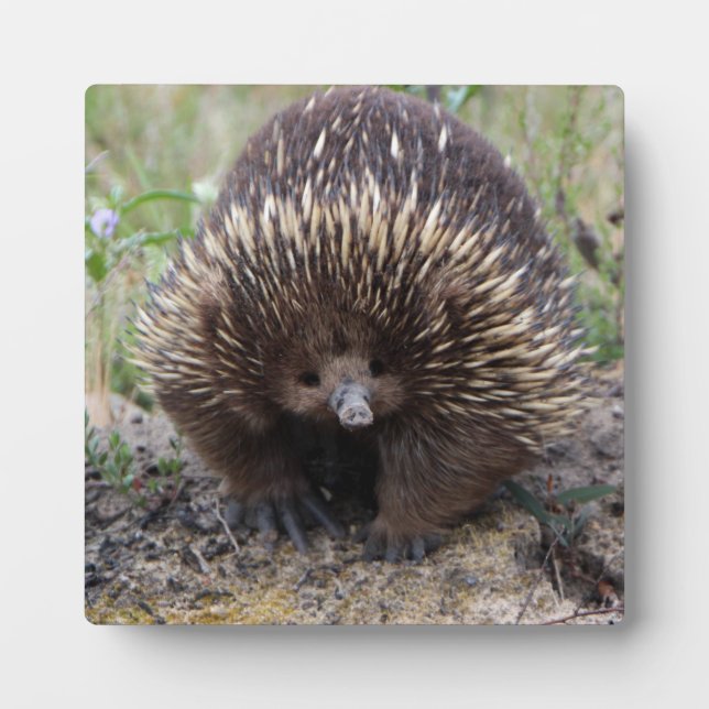 Niedliche Echidna aus Australien Fotoplatte (Vorderseite)