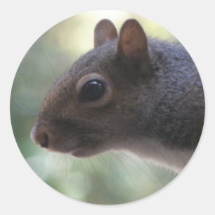 Niedliche Eichhörnchen-Aufkleber Runder Aufkleber
