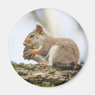 Niedliche Eichhörnchen Waldtiere Natur Magnet