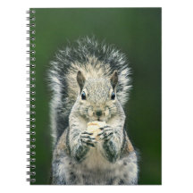Niedliche Eichhörnchenfotografie
