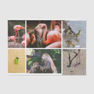 Niedliche Eltern Tiere Adorable Life Bühnen Fotos Seidenpapier
