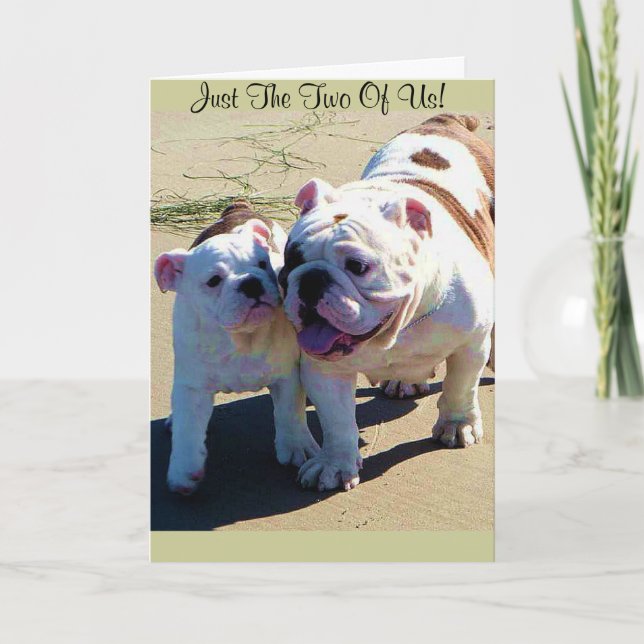 Niedliche englische Bulldoggen die gerade zwei von Karte (Vorderseite)