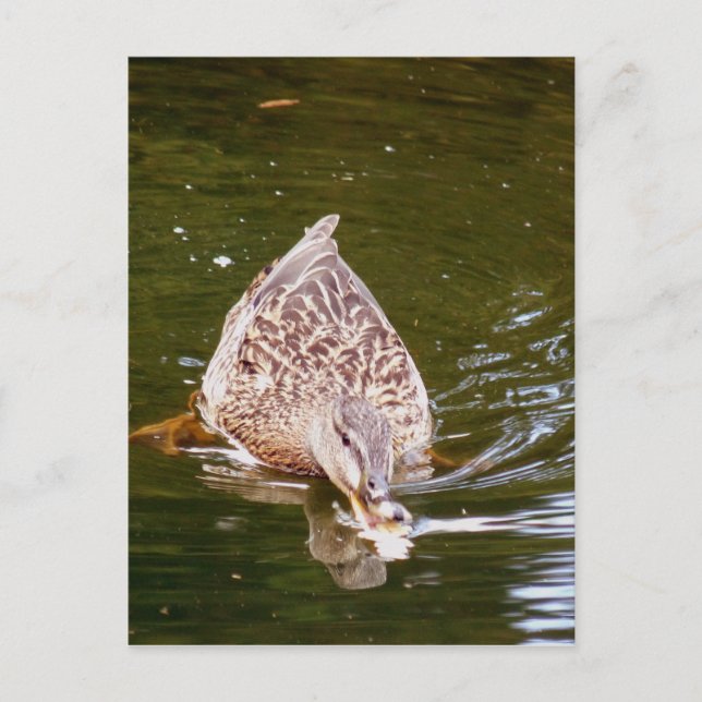 Niedliche Ente Fütternd Postkarte (Vorderseite)