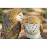 niedliche Eule Fotoskulptur Magnet<br><div class="desc">niedliche Eule</div>