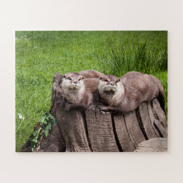 Niedliche Eurasian Otters Tierfotografie