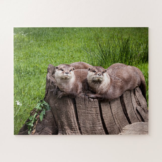 Niedliche Eurasian Otters Tierfotografie (Horizontal)