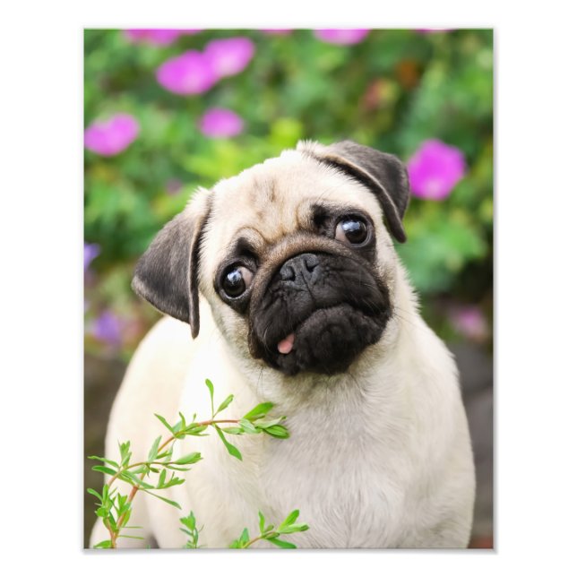 Niedliche Fawn farbige Mops Puppy Dog Face Pet Fot Fotodruck (Vorne)