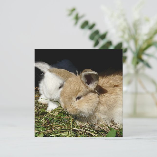 Niedliche, flauschige Bundsen (Stehend Vorderseite)