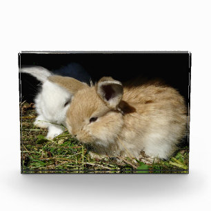 Niedliche, flauschige Bundsen Fotoblock
