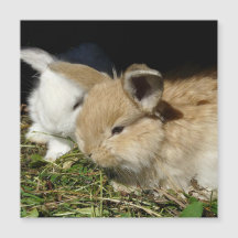 Niedliche, flauschige Bundsen