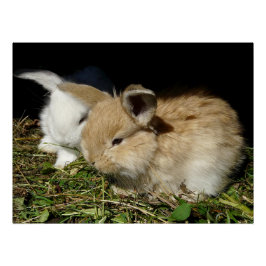 Niedliche, flauschige Bundsen Poster