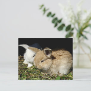 Niedliche, flauschige Bundsen Postkarte