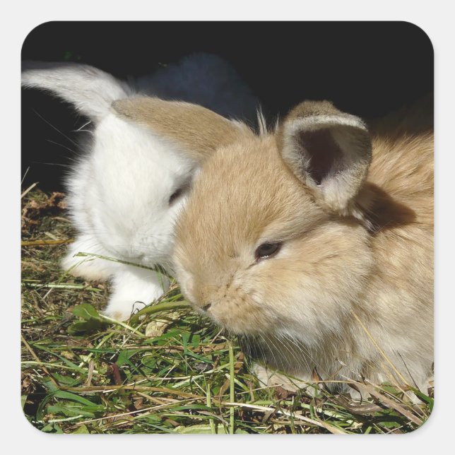 Niedliche, flauschige Bundsen Quadratischer Aufkleber (Vorderseite)