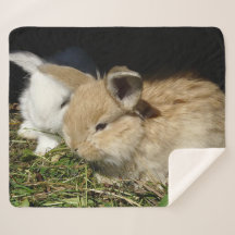 Niedliche, flauschige Bundsen