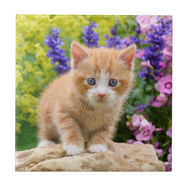 Niedliche Fluffy Ginger Cat Kitten in Blume Foto Fliese (Vorderseite)