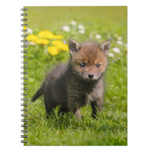 Niedliche Fluffy Red Fox Cub Baby Animal, Fotocove Notizblock