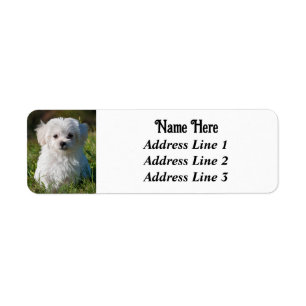 Niedliche Flusshund White Maltese Puppy Dog Rückse