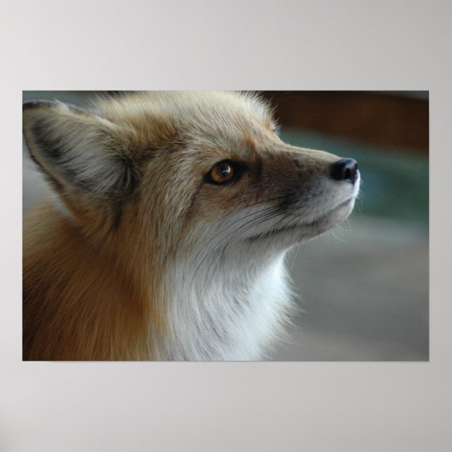 Niedliche Fox-Seite Poster (Vorne)