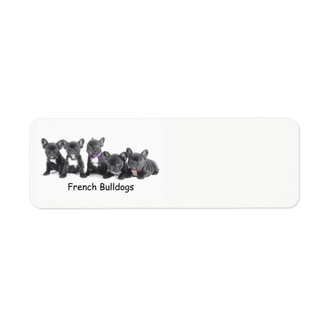 Niedliche französische Bulldog-Welpen (Vorne)