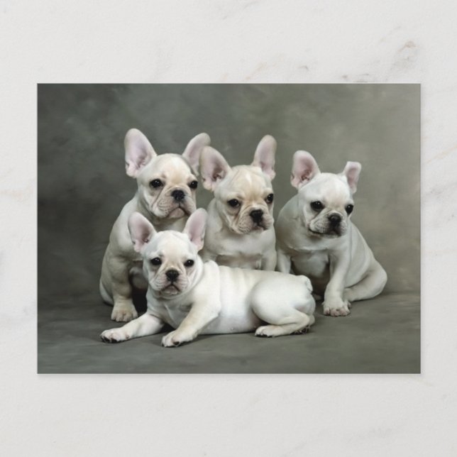 Niedliche französische Bulldog-Welpen Postkarte (Vorderseite)