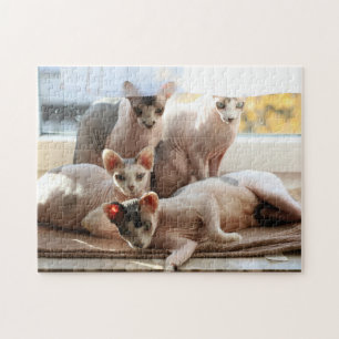 Niedliche Frischekatzen im Fenster - Sphynx