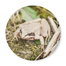 Niedliche Frosch-Natur-Waldtiere
