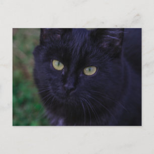 Niedliche Funky Black Cat Kitten Yellow Eyes Postkarte