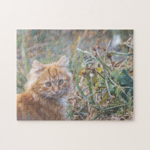 Niedliche Funky Ginger Cat Kitten Face Grass