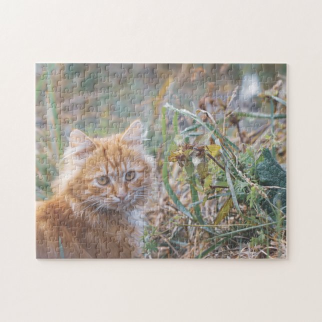 Niedliche Funky Ginger Cat Kitten Face Grass (Horizontal)
