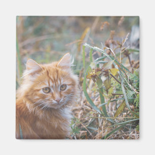 Niedliche Funky Ginger Cat Kitten Face Magnet