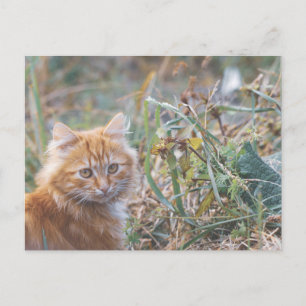 Niedliche Funky Ginger Cat Kitten Face Postkarte