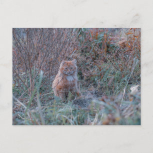 Niedliche Funky Ginger Cat Kitten im Gras versteck Postkarte