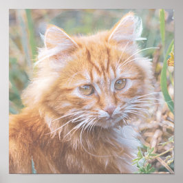 Niedliche Funky Ginger Cat Kitten Painting Poster