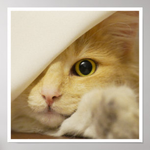 Niedliche gelbe Katze aus dem Blatt heraus Poster