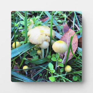 Niedliche gelbe Pilze, Oregon Fotoplatte